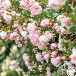 Heirloom Roses The Generous Gardener™ Best