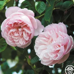 Heirloom Roses The Generous Gardener™ Best