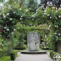 Heirloom Roses The Generous Gardener™ Best