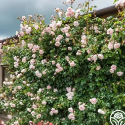 Heirloom Roses The Generous Gardener™ Best