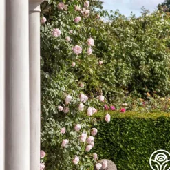 Heirloom Roses The Generous Gardener™ Best