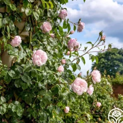 Heirloom Roses The Generous Gardener™ Best