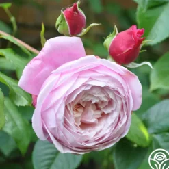Heirloom Roses The Generous Gardener™ Best