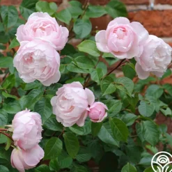 Heirloom Roses The Generous Gardener™ Best