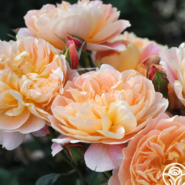 Heirloom Roses The Impressionist™ Clearance
