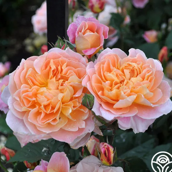 Heirloom Roses The Impressionist™ Clearance