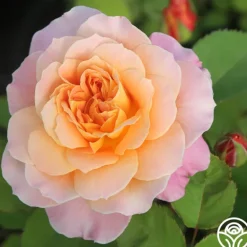 Heirloom Roses The Impressionist™ Clearance