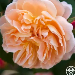 Heirloom Roses The Impressionist™ Clearance