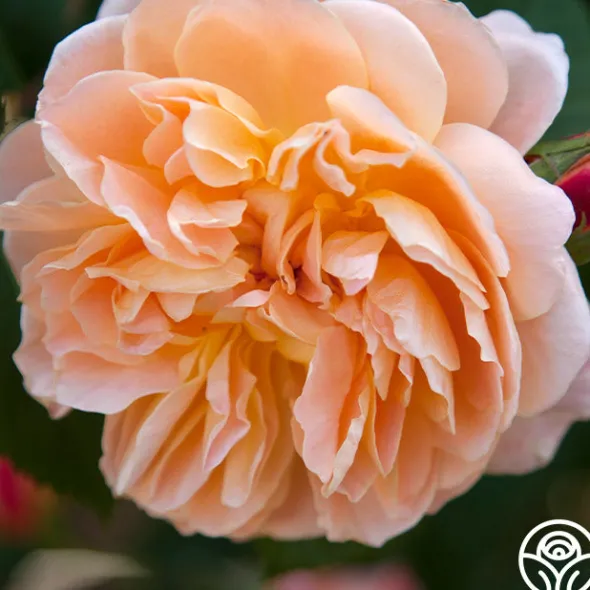 Heirloom Roses The Impressionist™ Clearance