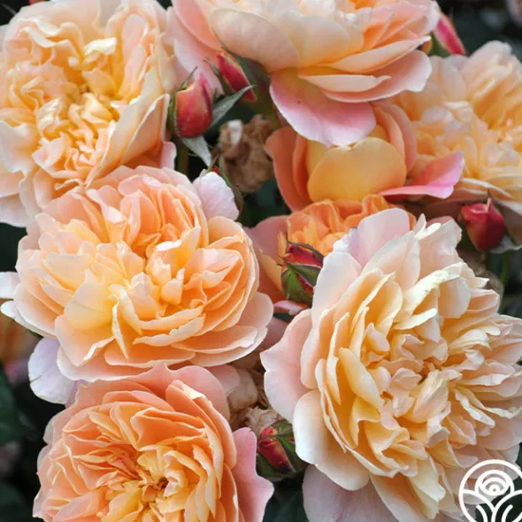 Heirloom Roses The Impressionist™ Clearance