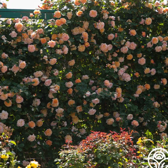 Heirloom Roses The Impressionist™ Clearance