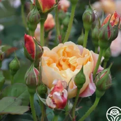 Heirloom Roses The Impressionist™ Clearance