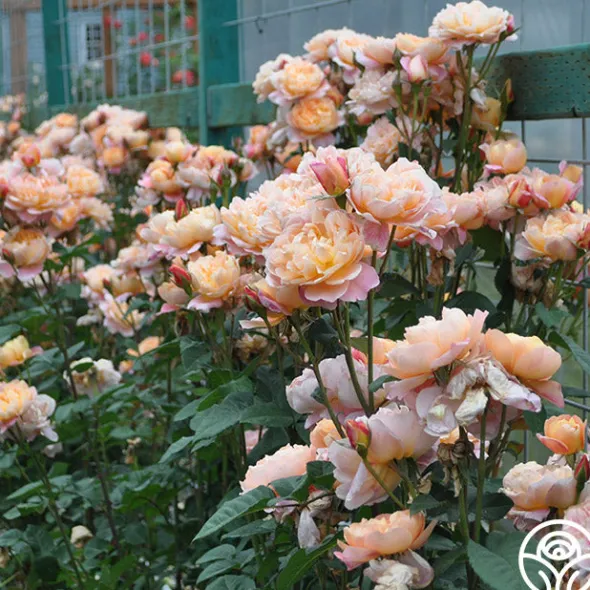 Heirloom Roses The Impressionist™ Clearance