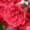 Heirloom Roses The King's Rubies™ Outlet