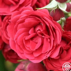 Heirloom Roses The King's Rubies™ Outlet