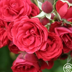Heirloom Roses The King's Rubies™ Outlet