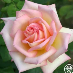 Heirloom Roses The Lady