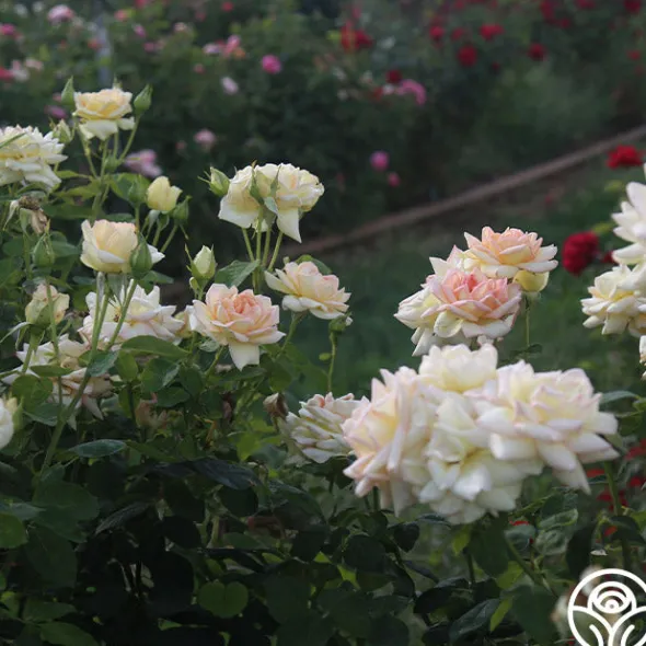 Heirloom Roses The Lady