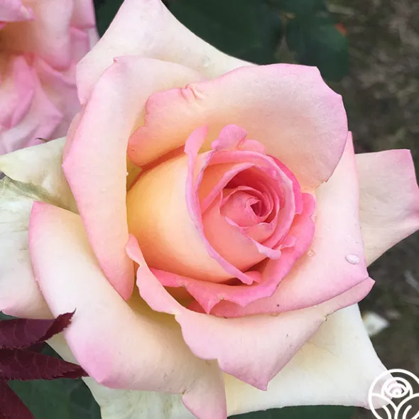 Heirloom Roses The Lady