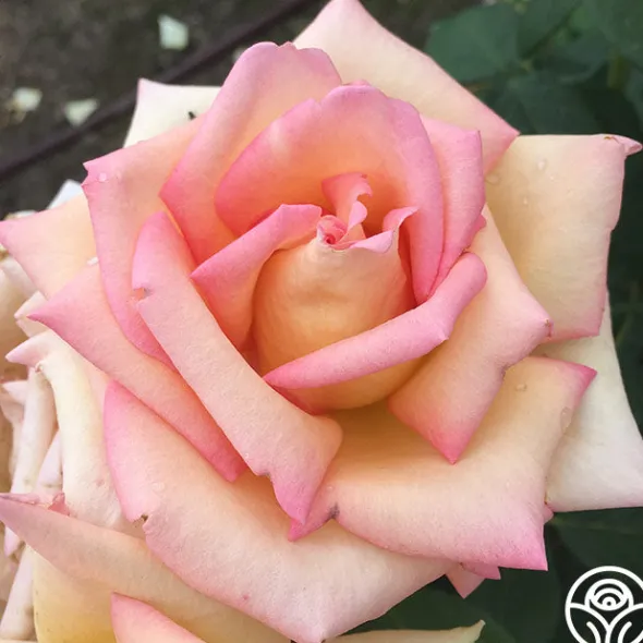 Heirloom Roses The Lady