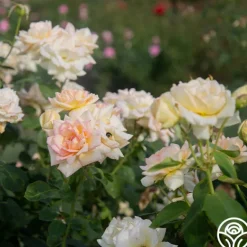 Heirloom Roses The Lady