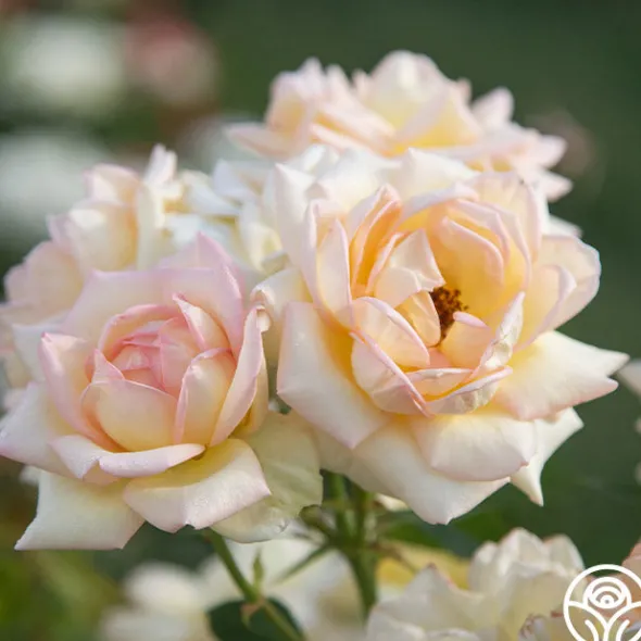 Heirloom Roses The Lady