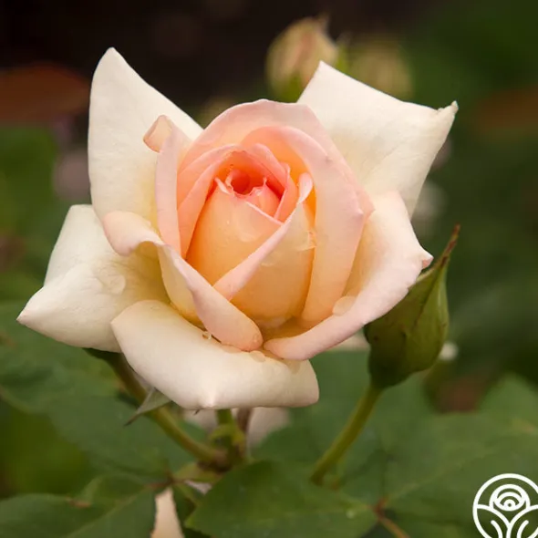 Heirloom Roses The Lady