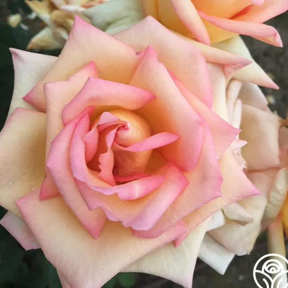 Heirloom Roses The Lady
