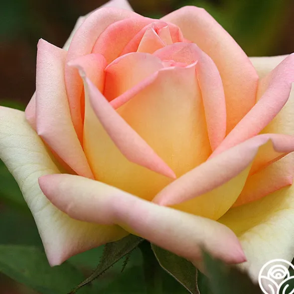 Heirloom Roses The Lady