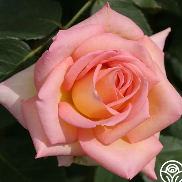 Heirloom Roses The Lady