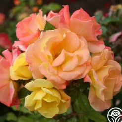 Heirloom Roses The Magician™