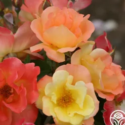 Heirloom Roses The Magician™