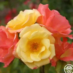 Heirloom Roses The Magician™