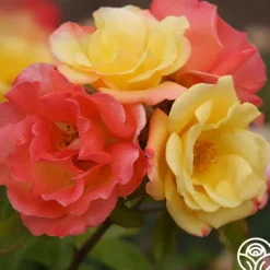 Heirloom Roses The Magician™
