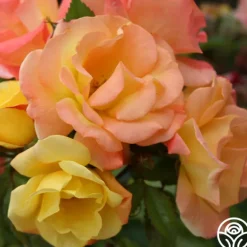 Heirloom Roses The Magician™