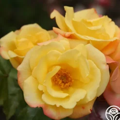 Heirloom Roses The Magician™