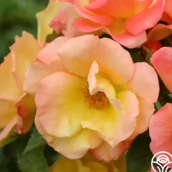 Heirloom Roses The Magician™