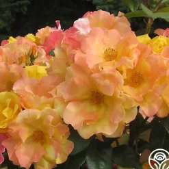 Heirloom Roses The Magician™