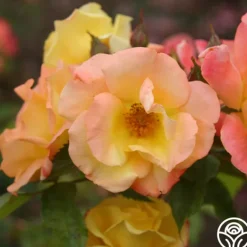 Heirloom Roses The Magician™