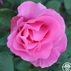 Heirloom Roses The McCartney Rose™ Discount