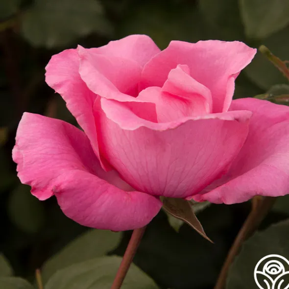 Heirloom Roses The McCartney Rose™ Discount