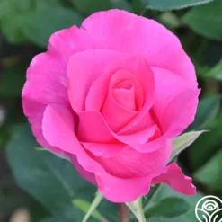 Heirloom Roses The McCartney Rose™ Discount
