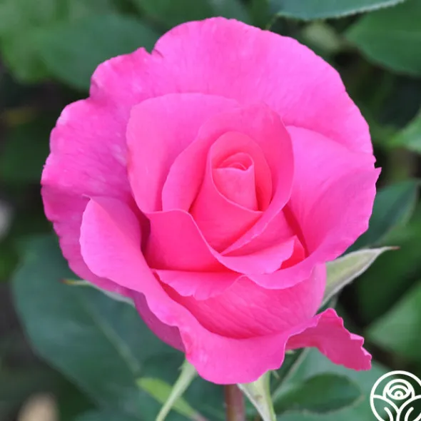 Heirloom Roses The McCartney Rose™ Discount