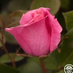 Heirloom Roses The McCartney Rose™ Discount
