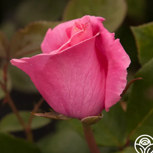 Heirloom Roses The McCartney Rose™ Discount