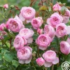 Heirloom Roses The Mill on the Floss New