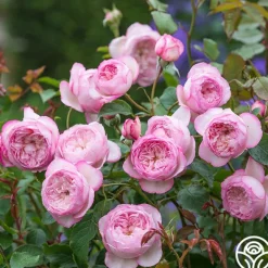 Heirloom Roses The Mill on the Floss New