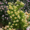 Heirloom Roses The Pilgrim®