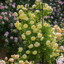 Heirloom Roses The Pilgrim®