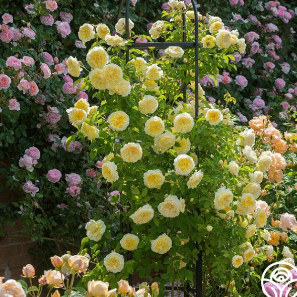 Heirloom Roses The Pilgrim®